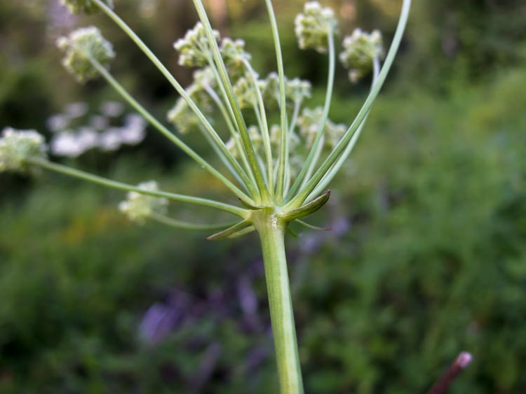 Physospermum cornubiense / Fisospermo di Cornovaglia